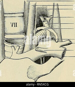 . Anatomy, descriptive and applied. Anatomy. THE MAMMARY GLAND 14-Sl ...