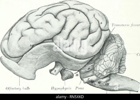 . The anatomy of the domestic animals. Veterinary anatomy. 844 THE NERVOUS SYSTEM OF THE PIG ili|in. si (?oiiiiiIctf llir lateral lissiire, and curves over the lateral iispect of the frontal pole. 6. The marginal fissure l.e^^ins behind the cruciate fissure close to the dorso-medial border and extends m a gentle curve backward to the occipital pole.. Olfiirfary bulb Cerebellum Mcdulln oblnigala Fig. 072.—Br.ii.v or Pig; Left View. Fissures: 3, J', sulcus rhinali-s (anterior et posterior); a, lateral; S, suprasylvian; 4, ectomarginal; S, of cranial nerves indicated by Roman numerals. Spi/Kil cu Stock Photo