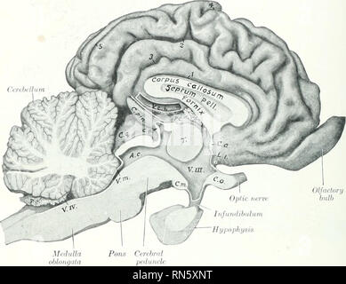 . The anatomy of the domestic animals . Veterinary anatomy. 838 THE ...