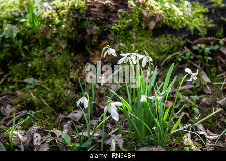 Bretherton, Lancashire, UK.  17th February, 2019. UK Weather. Sunny afternoon snowdrop woodland walk. Displays of snowdrops – said to be the first sign of spring – attracted hundreds of visitors to Bank Hall in Bretherton on Sunday. The grounds of Bank Hall are opened to the public when the snowdrops are out to raise money for its restoration. Credit:MWI/Ģ����ýLiveNews. Stock Photo