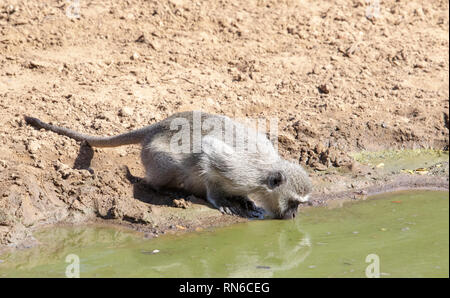 A monkey is drinking in a pool of water from the bush Stock Photo