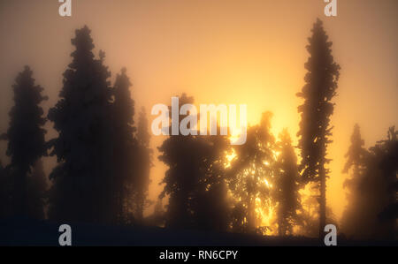 Silhouette of frost and snow covered trees in taiga aka boreal forest at winter against golden sunset with sunrays through mist in  Levi ski resort in Stock Photo