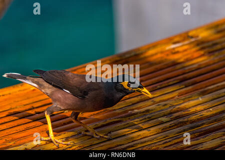 Common myna bird feeding on found food along a roadside, capturing ...
