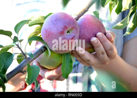 Hand holding apple on tree in orchard, Red Delicious Stock Photo