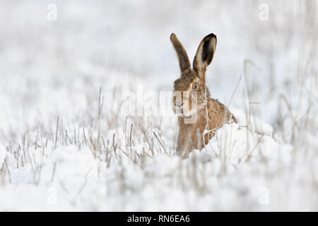 Brown Hare / European Hare / Feldhase ( Lepus europaeus ) in winter, sitting in snow, watching curious, looks funny, wildlife, Europe. Stock Photo