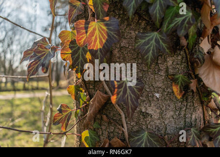 Close-up shot of the gorgeous golden hour vines and leaves growing on an urban park tree Stock Photo