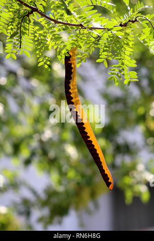 Carob tree or Ceratonia siliqua or Saint Johns bread or Locust bean or Locust tree or Carob bush flowering evergreen tree with single partially ripe Stock Photo