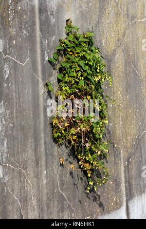 Creeper plant with partially dried leaves growing from old dirty cracked concrete wall opening on warm sunny day Stock Photo