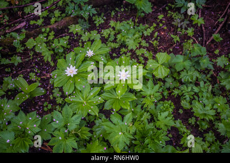 Kinugasa Japonica. Native species in Japan. It has 7 to 9 petals depending on individual and is the same as the number of leaves. Tsugaike, Hakuba Stock Photo