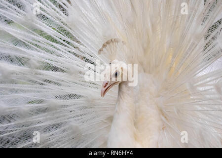 Albino/white Peacock portrait with open feathers in a fan fashion Stock Photo