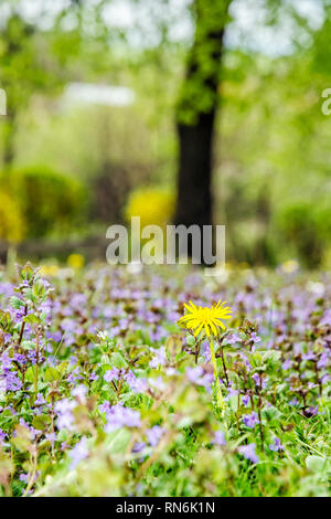 Detail photo of spring meadow. Seasonal natural scene.