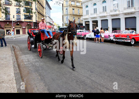 Havana, Cuba - January 10, 2019: Cuban man runs a horse and carriage on the streets of Havana. Cuba Stock Photo