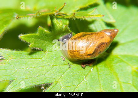 Little snail on green leaf Stock Photo