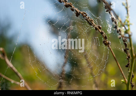 Spiderweb on a branch of a plant in the drops of dew on an autumn morning Stock Photo