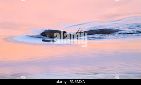 Eurasian beaver swimming in the colorful sunset waters of small river in early spring Stock Photo