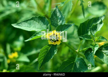 Tomatillo or Physalis philadelphica or Physalis ixocarpa or Mexican husk tomato plant with small flower made of colorful petals Stock Photo