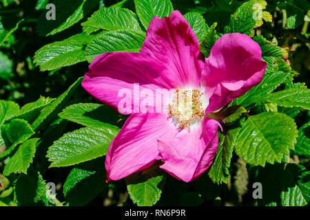 Close up of single pink flower of Rosa rugosa Stock Photo