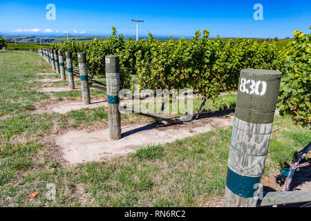 View of the vineyards in the Marlborough district of New Zealand's South Island Stock Photo