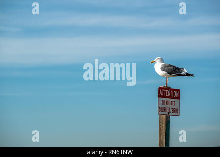 Seagull standing on top of a Attention Do not feed squirrels birds sign, California Stock Photo