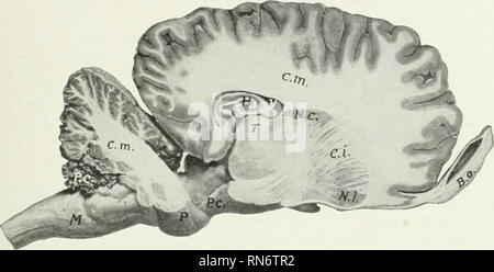 . The anatomy of the domestic animals. Veterinary anatomy. THE CEREBRAL HEMISPHERES 791 the posterior angles of the body. Each curves outward and backward over the thahinius (from which it is separated bj'the tela chorioidea), and is chiefly continued as the fimbria along the concave border of the hippocampus. The crura give off fibers to form the alveus, a layer of white matter which covers the ventricular face of the hippocampi, and between them are transverse fibers which constitute the hippocampal commissure (Commissura hippocampi). The septum pellucidum is the median partition between the Stock Photo