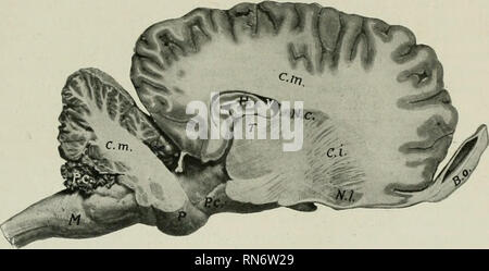 . The anatomy of the domestic animals. Veterinary anatomy. THE CEREBRAL HEMISPHERES 791 the posterior angles of the body. Each curves outward and backward over the thalamus (from which it is separated by the tela chorioidea), and is chiefly continued as the fimbria along the concave border of the hippocampus. The crura give off fibers to form the alveus, a layer of white matter which covers the ventricular face of the hippocampi, and between them are transverse fibers which constitute the hippocampal commissure (Commissura hippocampi). The septum pellucidimi is the median partition between the Stock Photo