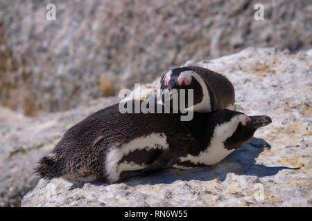 Two african penguins lying on top of eachother on a rock.  The top one's head rests on back of the other Stock Photo