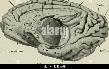 . The anatomy of the domestic animals. Veterinary anatomy. THE CEREBRAL HEMISPHERES 787 band of white matter, termed the fimbria, which is the prolongation of the greater part of the crus of the fornix into this region. The ventricular surface of the hippocampus (Fig. 642) is covered with a thin layer of white matter, the alveus, which is also derived from the crus of the forni.x, and is therefore continuous with the fimbria. The two hippocampi are connected at their highest parts by trans- verse fibers which constitute the hippocampal commissure. The interval between the hippocampus and fimbr Stock Photo