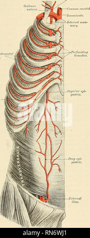 . Anatomy, descriptive and applied. Anatomy. 458 THE MUSCLES AND ...