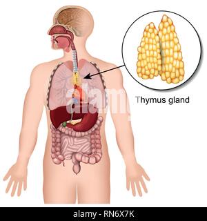 Thymus gland endocrine system 3d medical vector illustration on white background Stock Vector