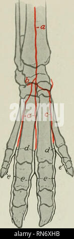 . The anatomy of the domestic animals. Veterinary anatomy. THE ARTERIES 739 The main facts as to the metacarpal and digital arteries are as follows: The rete carpi dorsale is formed essentially by the terminals of the interosseous artery of the forearm. It gives rise to three dorsal metacarpal arteries, which descend in the corresponding interosseous spaces and unite with branches of the volar meta- carpals to form three common digital arteries. Each of these divides into two proper digital arteries, which descend along the interdigital surfaces of the digits. From the superficial and deep vol Stock Photo