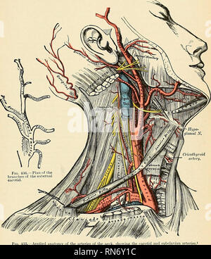 . Anatomy, descriptive and applied. Anatomy. THE INTERNAL CAROTID ...