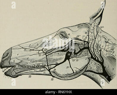 The inferior alveolar artery (inferior dental artery) is an artery of ...