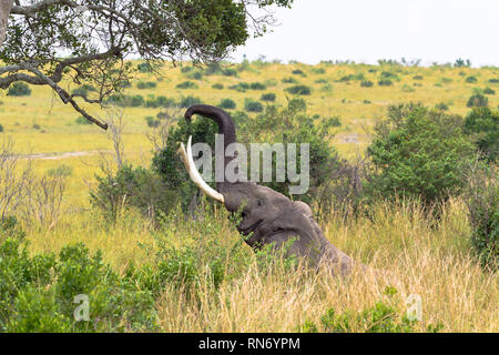 Large elephant eats leaves from a tree. Masai Mara, Kenya Stock Photo