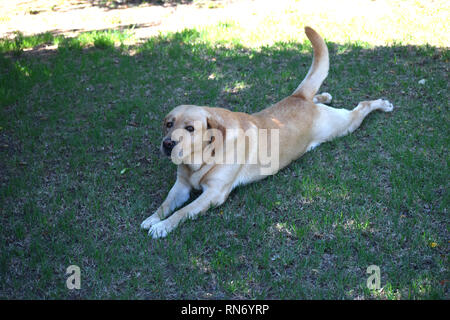 Family labrador laying on grass Stock Photo