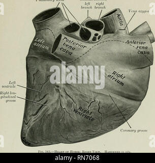 . The anatomy of the domestic animals. Veterinary anatomy. THE HEART 619 The coronary groove (Sulcus coronarius) indicates the division between the atria and the ventricles. It almost completely encircles the heart, but is interrupted at the origin of the pulmonary artery. The longitudinal grooves,- right and left, correspond to the septum between the ventricles. The left longitudinal groove (Sulcus longitudinalis sinister) is left-anterior in position. It begins at the coronary groove, behind the origin of the pulmonary artery, and clescends almost parallel to the posterior border. The right  Stock Photo