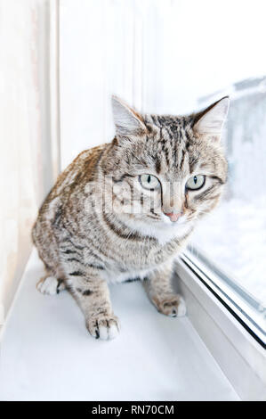 Tabby male cat looking with distrust, warily and a little scared. Cat looks into the lens. Portrait of Tabby cat in window. Stock Photo