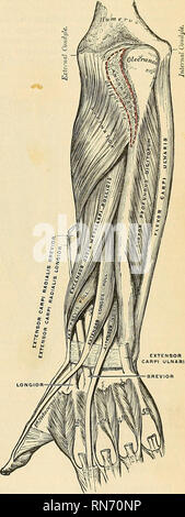 . Anatomy, descriptive and applied. Anatomy. THE ULNA, OB ELBOW BONE