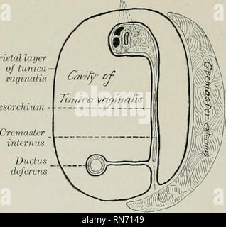 . The anatomy of the domestic animals. Veterinary anatomy. 576 GENITAL ORGANS OF THE STALLION (2) The spermatic veins, which form the pampiniform plexus around the artery. (3) The lymphatics, which accompany the veins. (4) Sympathetic nerves, which run with the artery. (5) The ductus deferens. (6) The internal cremaster muscle, which consists of bundles of unstriped muscular tissue aljout the vessels. (7) The visceral layer of the tunica vaginalis. The first four of these constituents are gathered into a rounded mass which forms the anterior part of the cord; they are united by coimective tiss Stock Photo