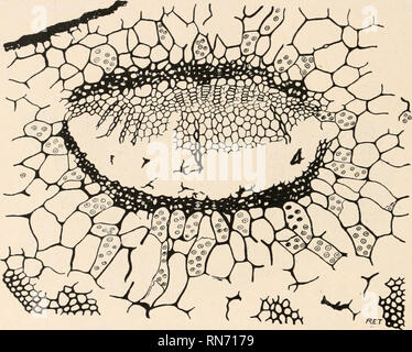 . The anatomy of woody plants. Botany -- Anatomy. FIBROVASCULAR TISSUES ...