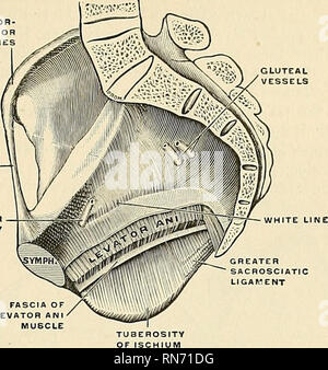 . Anatomy, descriptive and applied. Anatomy. OF THE PELVIC OUTLET 441