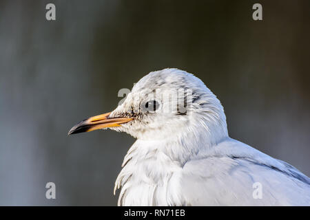 Fine art color animal portrait of a single isolated sea gull on grey background Stock Photo
