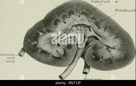 . The anatomy of the domestic animals. Veterinary anatomy. THE KIDNEYS 557 pancreas. The medial border is longer, straighter, and thicker than that of the right kidney. It is rehited to the posterior aorta, the adrenal, and the ureter. Tlie lateral border is relatetl chiefly to the base of the spleen. The anterior extremity extends ahnost to the saccus csecus of the stomach; it is related to tlie left end of the pancreas and the splenic vessels. The posterior extremity is usually larger than the anterior one. The form of the left kidney is variable. In some cases its outline is similar to that Stock Photo