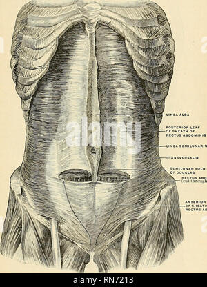 . Anatomy, descriptive and applied. Anatomy. THE ABDOMEN 1243 the