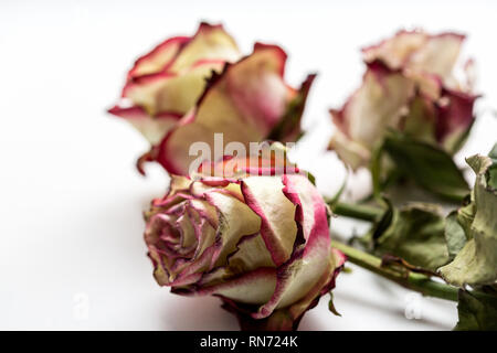 Dead ugly roses on the white background. Close up image. Stock Photo