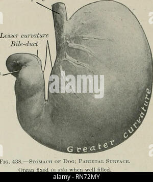 . The anatomy of the domestic animals. Veterinary anatomy. 498 DIGESTIVE SYSTEM OF THE DOG (Esophagus Pyl The left extremity or fundus is large and rounded; it is the most dorsal part of the organ, and lies under the vertebral ends of the eleventh and twelfth ribs. The pyloric extremity is small and is directed forward and dor- sally; it lies usually opposite to the ventral part of the ninth or tenth intercostal space, and about an inch (ca. 2-3 cm.) to the right of the median plane. It is related to the portal fissure of the liver and to the pancreas. The cardia is situated about two to three Stock Photo