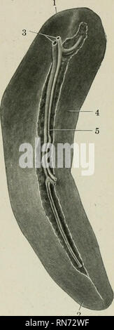 . The anatomy of the domestic animals. Veterinary anatomy. DIGESTIVE SYSTEM OF THE DOG THE MOUTH 491 THE PANCREAS The pancreas extends across the dorsal wall of the abdominal cavity behind the stomach. It is triradiate or triangular. The right extremity is attached to the first curve (Flexura portalis) of the duodenum, and here the duct passes to the bowel. The left extremity is related to the left extremity of the stomach, the dorsal end of the spleen, and the anterior pole of the left kidney. The middle or posterior extremity or lobe is practically median and is related to the portal vein an Stock Photo