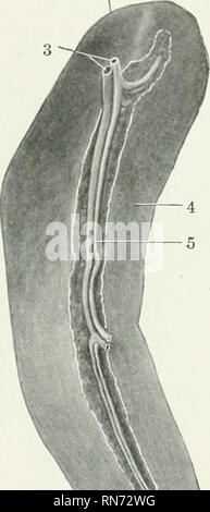 . The anatomy of the domestic animals. Veterinary anatomy. DIGESTIVE SYSTEM OF THE DOG—THE MOUTH 491 THE PANCREAS The pancreas extends across the tlorsal wall of the abdominal caity behind the stomach. It is triradiate or triangular. The right extremitj' is attached to the first curve (Flexura portalis) of the duodenum, and here the duct passes to the bowel. The left extremitj' is related to the left extremity of the stomach, the dorsal end of the spleen, and the anterior pole of the left kidney. The middle or posterior extremity or 1 lobe is practically median and is related to the portal VT Stock Photo