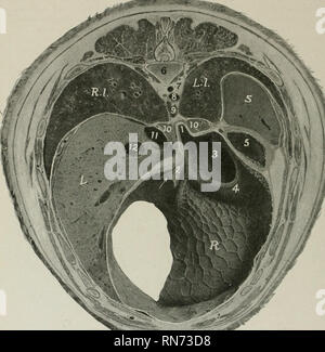 . The anatomy of the domestic animals. Veterinary anatomy. 474 ...