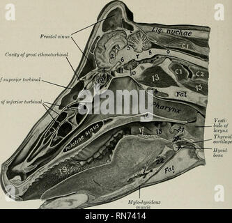 . The anatomy of the domestic animals. Veterinary anatomy. 452 DIGESTIVE SYSTEM OF THE OX THE ABDOMINAL CAVITY The abdominal cavity of the ox is very capacious, both absolutely and rela- tively, as compared with that of the horse. This is due to several factors. The lumbar part of the spine is about one-fourth longer than that of the horse. The transverse diameter between the last ribs is greater. The costal attachment of the diaphragm is almost vertical in direction from the ventral part of the ninth rib to Frontal sinus Cavity of great ethmoturbinal. Cavity of superior turbinal Cavities of i Stock Photo