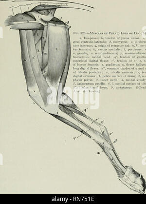 Ischiatic Inclination . The anatomy of the domestic animals. Veterinary anatomy. THE ISCHIUM ...